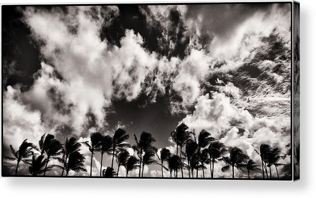  Acrylic Print featuring the photograph Palms Blowing in the Wind #2 by Lawrence Knutsson