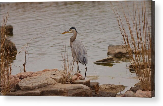 Great Acrylic Print featuring the photograph Great blue heron #2 by James Smullins