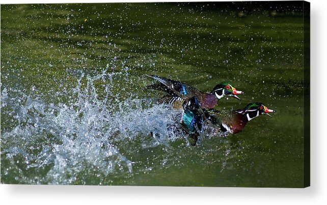 Duck Acrylic Print featuring the photograph A duck race by Thanh Thuy Nguyen