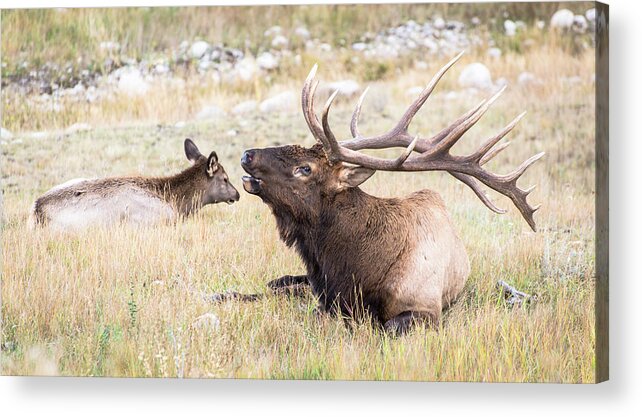 Elk Acrylic Print featuring the photograph A Song of Love by Alex Lapidus