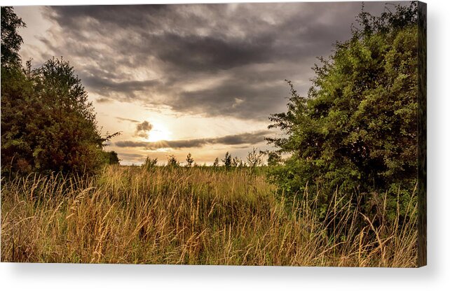 Grass Acrylic Print featuring the photograph Across Golden Grass by Nick Bywater
