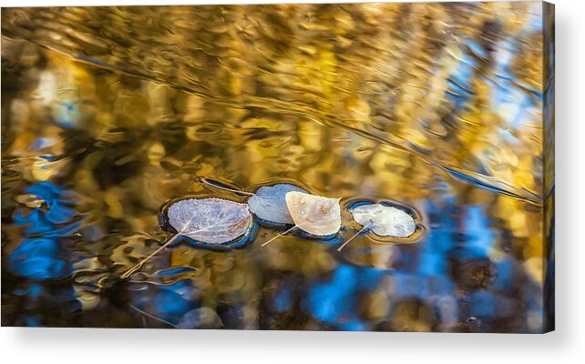 Fall Acrylic Print featuring the photograph Afloat by Jonathan Nguyen