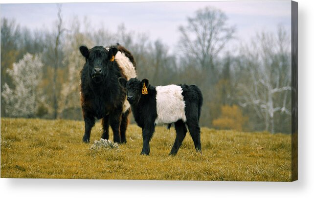 Cow Acrylic Print featuring the photograph American Galloway by JAMART Photography