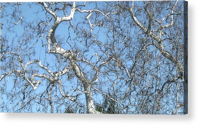  Acrylic Print featuring the photograph Bare Branches by Steve Fields