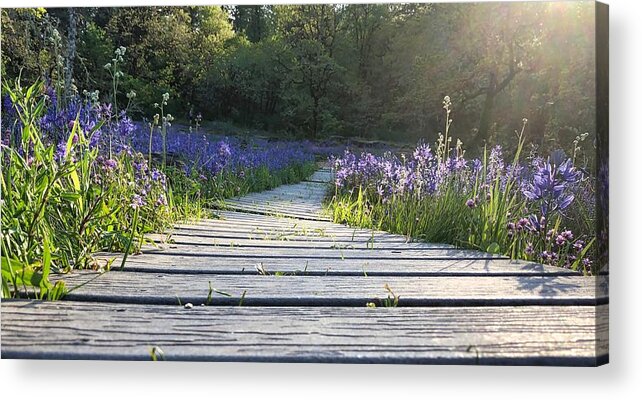 Spring Acrylic Print featuring the photograph Boardwalk Through The Flowers by Brian Eberly
