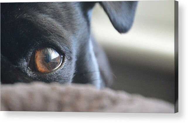Dog Acrylic Print featuring the mixed media Brown Eyed Boy by Trish Tritz