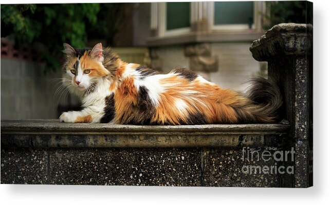 Our Town Acrylic Print featuring the photograph Calico Cat by Craig J Satterlee