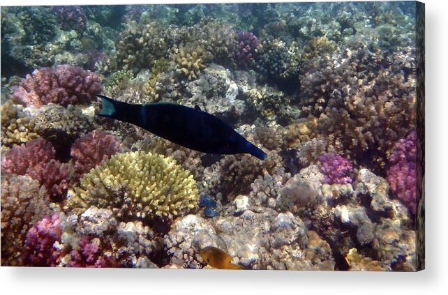 Sealife Acrylic Print featuring the photograph Colorful Red Sea Sealife With Bird Wrasse by Johanna Hurmerinta