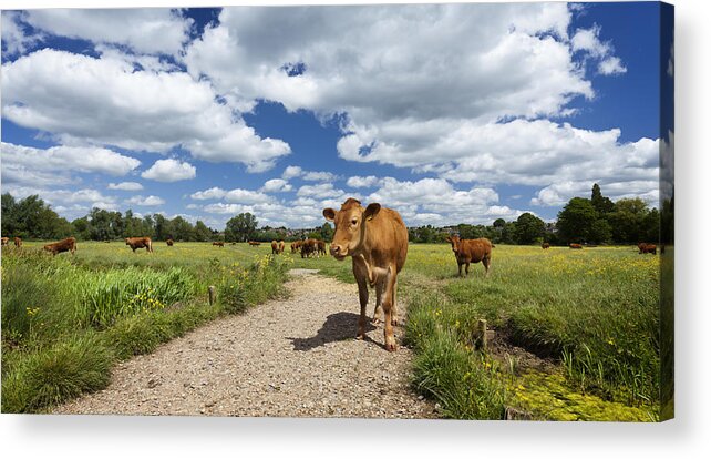 Cow Acrylic Print featuring the photograph Cow by Ian Merton