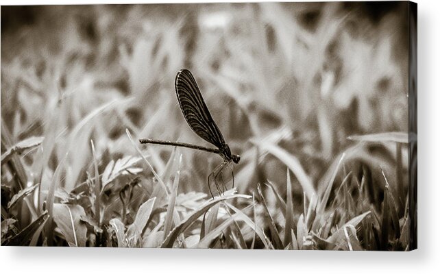 Nature Acrylic Print featuring the photograph Damsel Fly by Hyuntae Kim