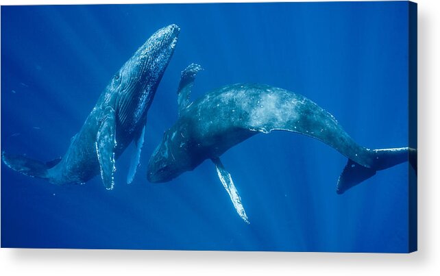 00513190 Acrylic Print featuring the photograph Dancing Humpback Whales by Flip Nicklin