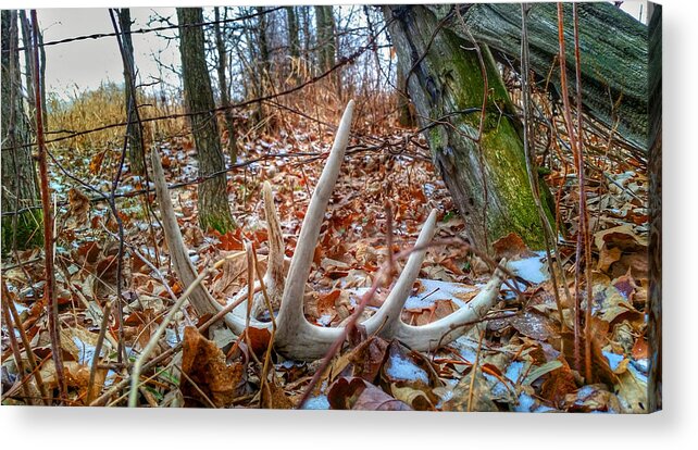 Antler Acrylic Print featuring the photograph Discarded Pride by Brook Burling