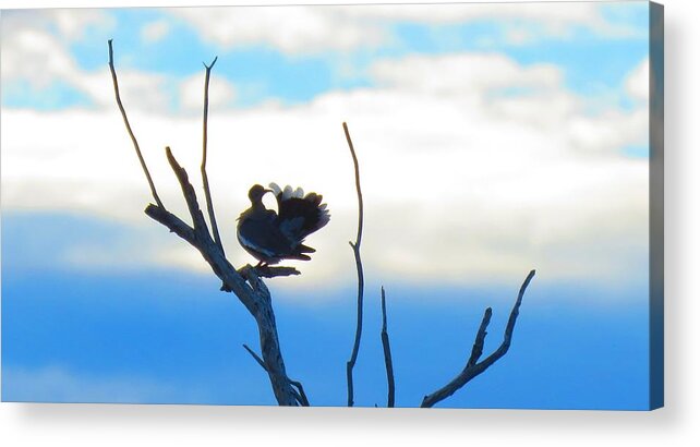 Animals Acrylic Print featuring the photograph Dancing Dove by Judy Kennedy