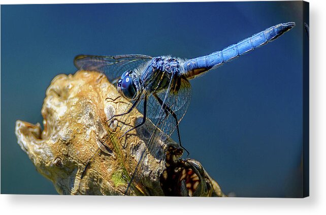 Dragon Fly Acrylic Print featuring the photograph Dragon Fly by Jerry Cahill