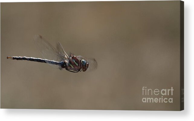 Dragonfly Acrylic Print featuring the photograph Dragonfly 8 by Vivian Martin