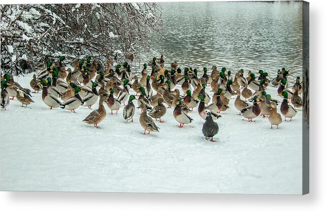 Ducks Acrylic Print featuring the photograph Ducks Pond In Winter by Cathy Kovarik