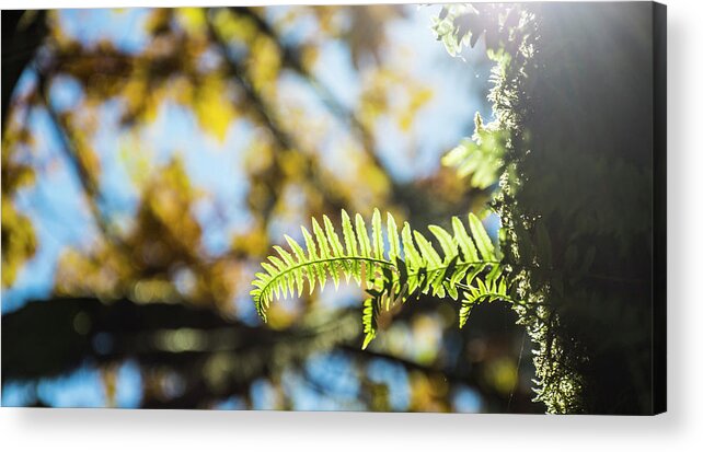 Fern Acrylic Print featuring the photograph Fall Ferns 3 by Pelo Blanco Photo