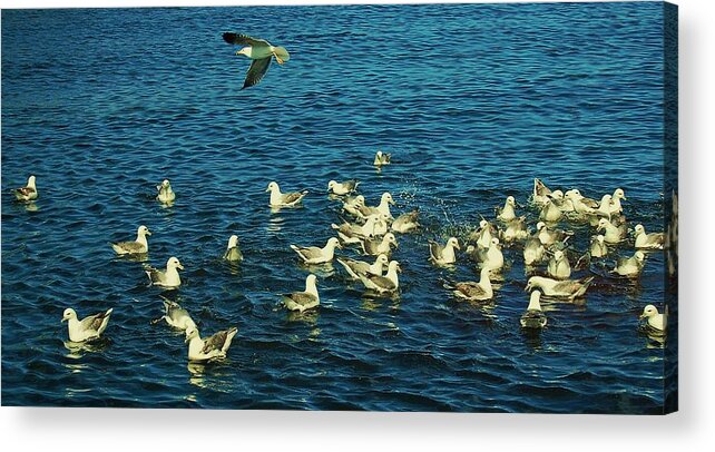 Birds Acrylic Print featuring the photograph Fishmarket by HweeYen Ong