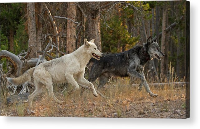Canyon Pack Acrylic Print featuring the photograph Forever Wild by Sandy Sisti