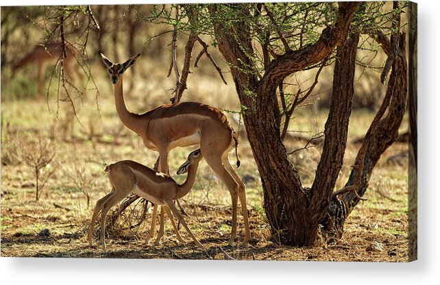 A Gerenuk Is A Type Of Antelope. This Mother And Child Were Photo'd In The Masai Mara Region In Kenya Acrylic Print featuring the photograph Gerenuk Feeding by Steven Upton