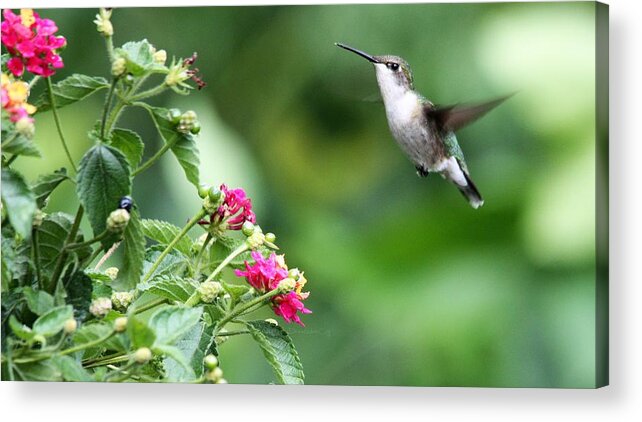 Hummingbird Acrylic Print featuring the photograph God Is The Wind Beneath My Wings by Diane Lindon Coy
