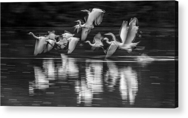 Snowy Acrylic Print featuring the photograph $200 - 10x20 metal - Egrets Ghostly Flight 1263-011518-6-bw by Tam Ryan