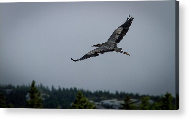Long Pond Acrylic Print featuring the photograph Great Blue Heron by Benjamin Dahl
