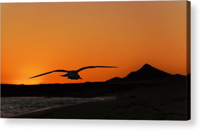 Sea Gull Acrylic Print featuring the photograph Gull at Sunset by Dave Dilli