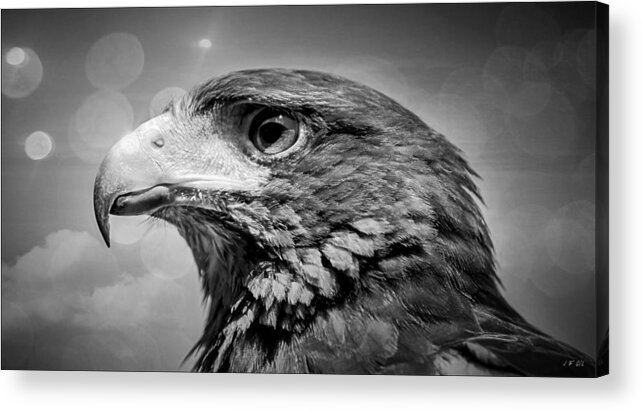 Harris Hawk Acrylic Print featuring the photograph Harris Hawk Black And White by Jean Francois Gil