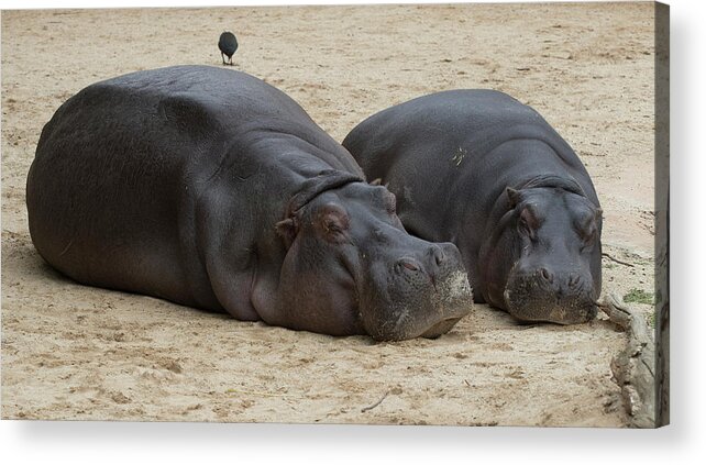 Hippopotamus Acrylic Print featuring the photograph Hippopotamus at Rest by Masami IIDA