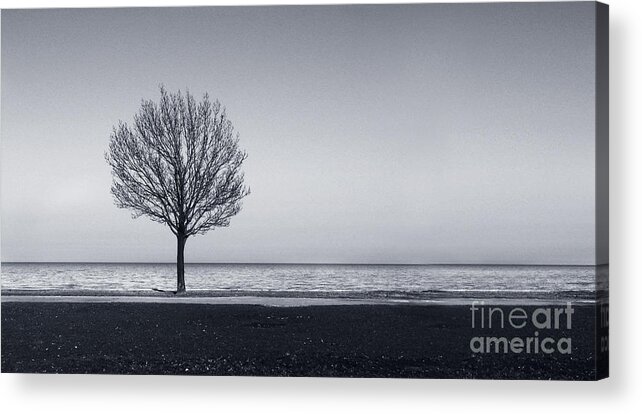 Tree Acrylic Print featuring the photograph I Didnt Hear You Leaving by Dana DiPasquale