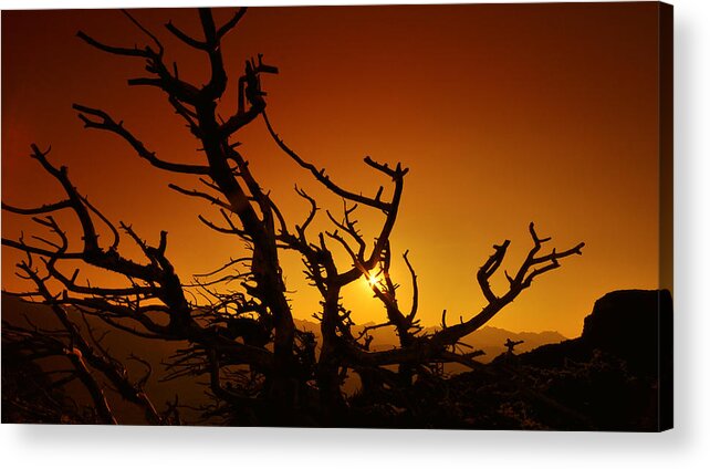 Tree Acrylic Print featuring the photograph Leafless by Jedediah Hohf