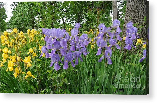 Photo Acrylic Print featuring the photograph Lilies in the Valley by Marsha Heiken