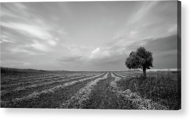 Olive Tree Acrylic Print featuring the photograph Lonely Olive tree in the field. #1 by Michalakis Ppalis
