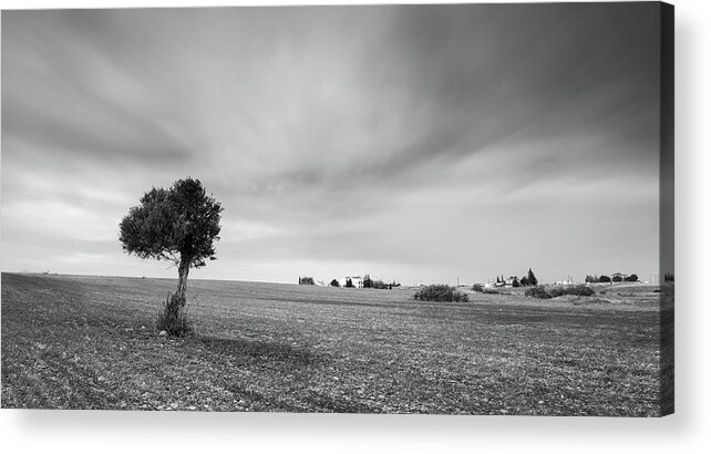 Olive Tree Acrylic Print featuring the photograph Lonely Olive tree by Michalakis Ppalis