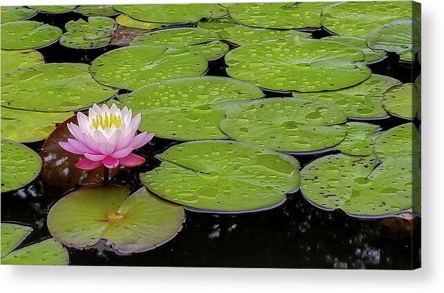 Water Lily Acrylic Print featuring the photograph Lotus Blossom by Holly Ross