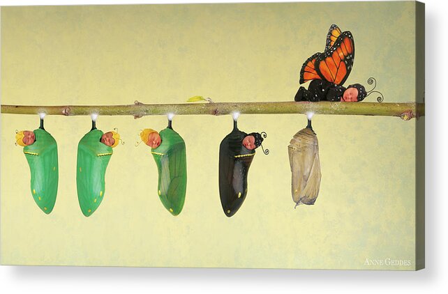 Butterfly Acrylic Print featuring the photograph Monarch Butterfly by Anne Geddes