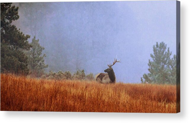 Morning Acrylic Print featuring the photograph Morning Mist by Donald J Gray