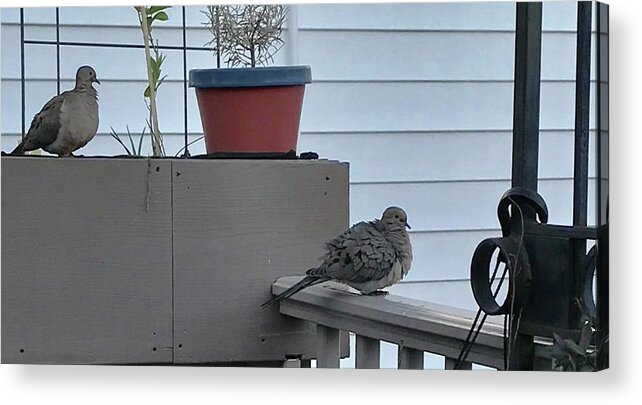 Birds Acrylic Print featuring the photograph Mourning Doves Pose in Silouette at Twilight by Kenlynn Schroeder
