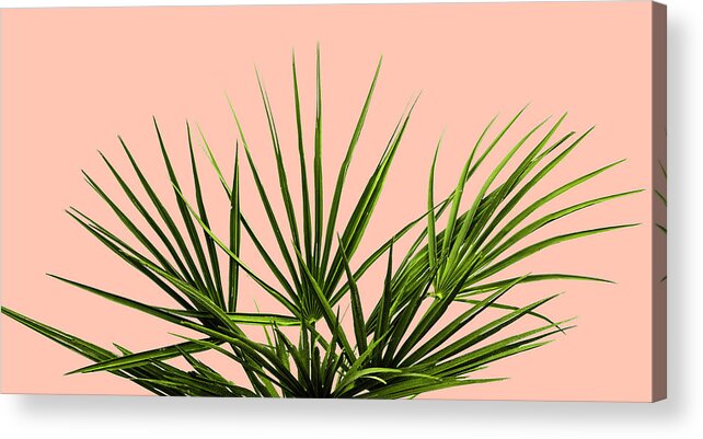 Palm Tree Acrylic Print featuring the photograph Palm Life - Pastel by Jennifer Walsh