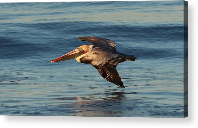 Brown Pelican Acrylic Print featuring the photograph Pelican on a Mission by Christy Pooschke