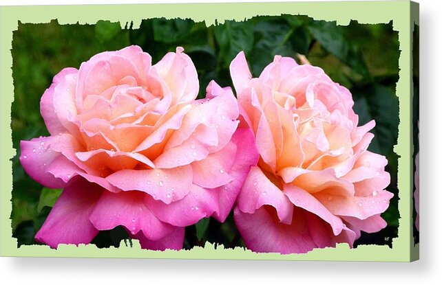 #photogenicpeaceroses Acrylic Print featuring the photograph Photogenic Peace Roses by Will Borden
