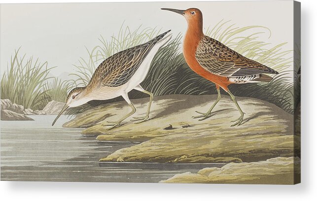 Pigmy Curlew Acrylic Print featuring the painting Pigmy Curlew by John James Audubon