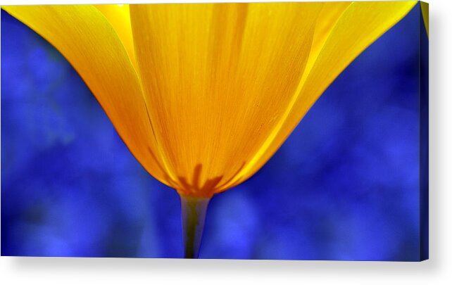 Flowers Acrylic Print featuring the photograph Primary Colors by Elvira Butler