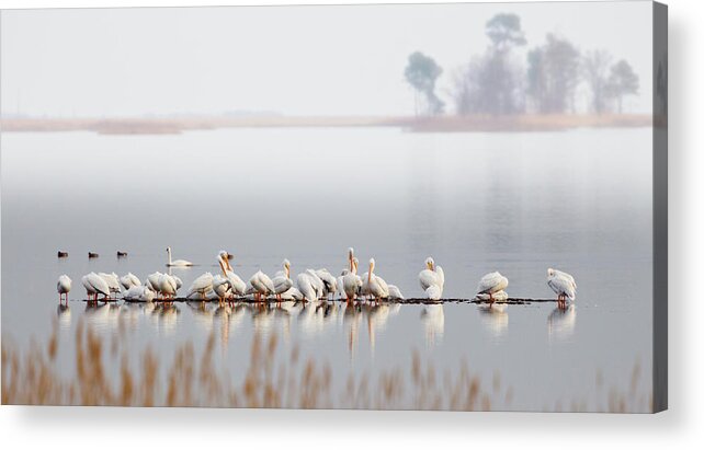 Swans Acrylic Print featuring the photograph Raft of Pelicans at Blackwater NWR by Jack Nevitt