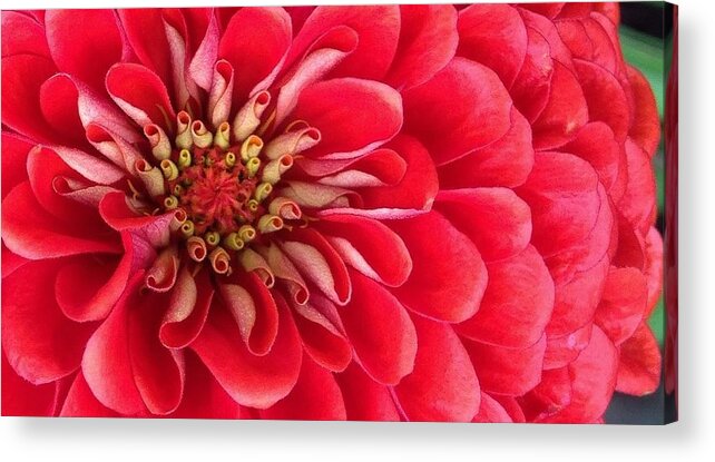 Flora Acrylic Print featuring the photograph Red Explosion by Bruce Bley