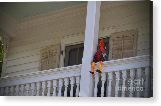 Key West Acrylic Print featuring the photograph Rooster Awaits by Jost Houk