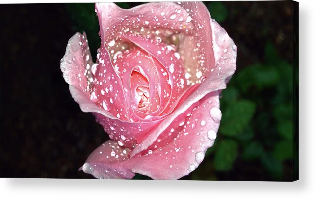 Landscape Acrylic Print featuring the photograph Rose of Pink Two by Morgan Carter