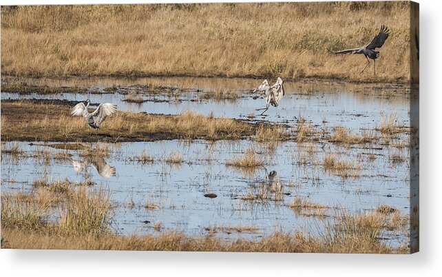 Sandhill Cranes Acrylic Print featuring the photograph Sandhill Cranes Necedah 2015-1 by Thomas Young