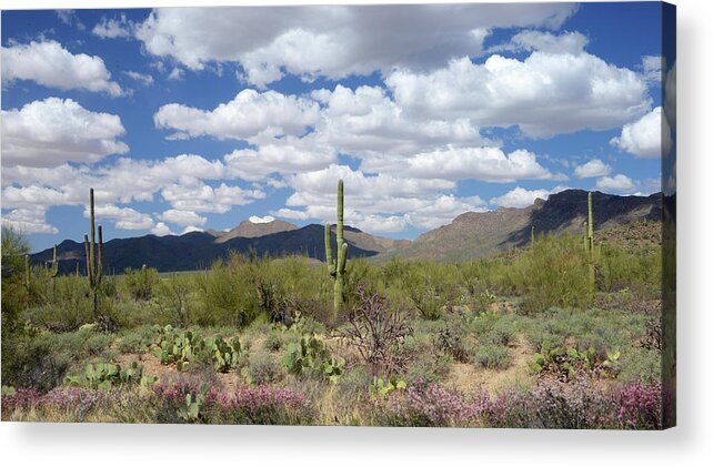 Saquaro Cactus Acrylic Print featuring the photograph Saquaro National Park, Arizona by Marsha Williamson Mohr